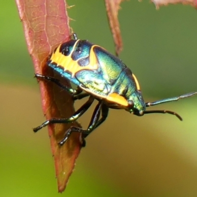 Scutiphora pedicellata (Metallic Jewel Bug) at Braemar - 7 Apr 2024 by Curiosity