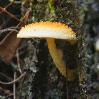 Cyptotrama asprata (Gold Tufts) at Brunswick Heads, NSW - 5 Apr 2024 by macmad