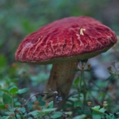 Unverified Fungus at Brunswick Heads, NSW - 5 Apr 2024 by macmad