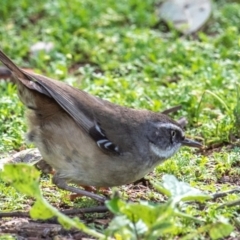 Sericornis frontalis (White-browed Scrubwren) at Moree, NSW - 7 Aug 2022 by Petesteamer