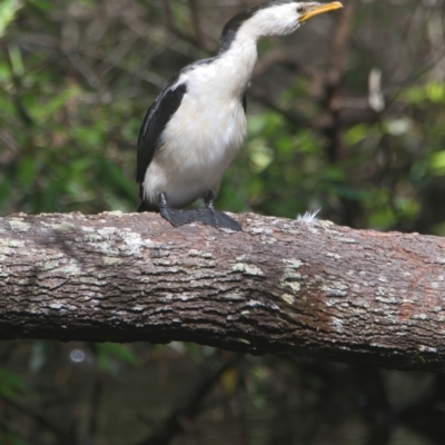 Microcarbo melanoleucos (Little Pied Cormorant) at Brunswick Heads, NSW - 6 Apr 2024 by macmad