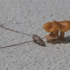 Unidentified Fungus at Brunswick Heads, NSW - 6 Apr 2024 by macmad