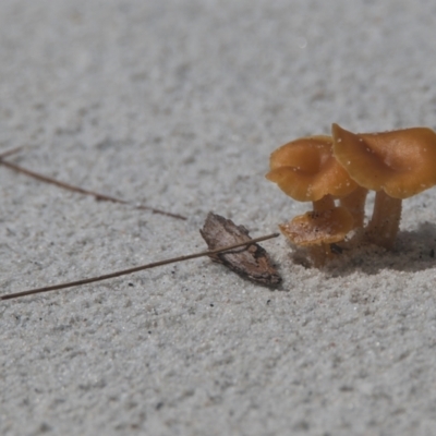 Unidentified Fungus at Brunswick Heads, NSW - 6 Apr 2024 by macmad