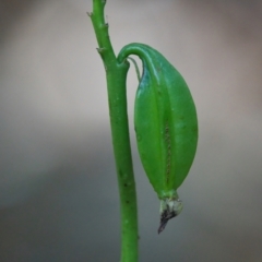 Geodorum densiflorum (Pink Nodding Orchid, Shepherds Crook Orchid) at Wallum - 6 Apr 2024 by macmad