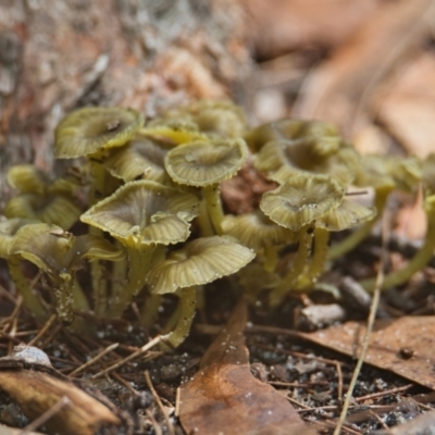 Unidentified Fungus at Brunswick Heads, NSW - 6 Apr 2024 by macmad