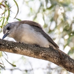 Colluricincla harmonica (Grey Shrikethrush) at Moree, NSW - 7 Aug 2022 by Petesteamer