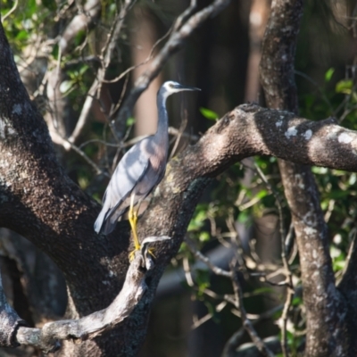 Egretta novaehollandiae (White-faced Heron) at Wallum - 6 Apr 2024 by macmad