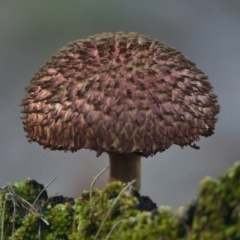 Boletellus sp. (Boletellus) at Brunswick Heads, NSW - 6 Apr 2024 by macmad