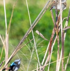 Malurus cyaneus (Superb Fairywren) at Moree, NSW - 7 Aug 2022 by Petesteamer