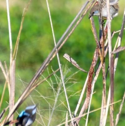 Malurus cyaneus (Superb Fairywren) at Moree, NSW - 7 Aug 2022 by Petesteamer