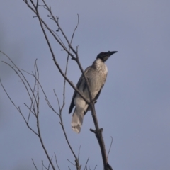 Philemon corniculatus (Noisy Friarbird) at Wallum - 6 Apr 2024 by macmad