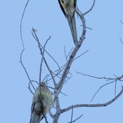 Psephotus haematonotus (Red-rumped Parrot) at Moree, NSW - 7 Aug 2022 by Petesteamer