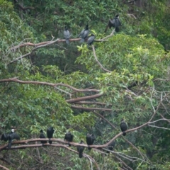 Phalacrocorax sulcirostris (Little Black Cormorant) at Brunswick Heads, NSW - 7 Apr 2024 by macmad