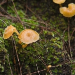 Unverified Fungus at Brunswick Heads, NSW - 7 Apr 2024 by macmad