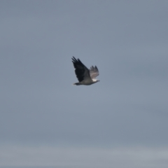 Haliaeetus leucogaster (White-bellied Sea-Eagle) at Brunswick Heads, NSW - 7 Apr 2024 by macmad