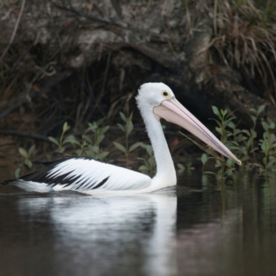 Pelecanus conspicillatus (Australian Pelican) at Brunswick Heads, NSW - 8 Apr 2024 by macmad