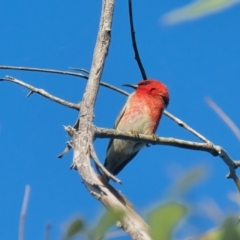 Myzomela sanguinolenta (Scarlet Honeyeater) at Brunswick Heads, NSW - 9 Apr 2024 by macmad