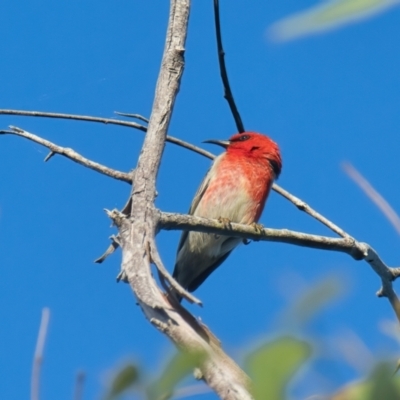 Myzomela sanguinolenta (Scarlet Honeyeater) at Brunswick Heads, NSW - 9 Apr 2024 by macmad