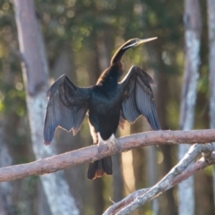 Anhinga novaehollandiae (Australasian Darter) at Brunswick Heads, NSW - 10 Apr 2024 by macmad