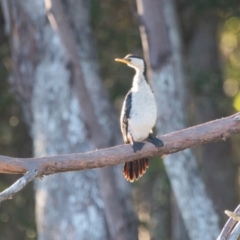 Microcarbo melanoleucos (Little Pied Cormorant) at Brunswick Heads, NSW - 10 Apr 2024 by macmad