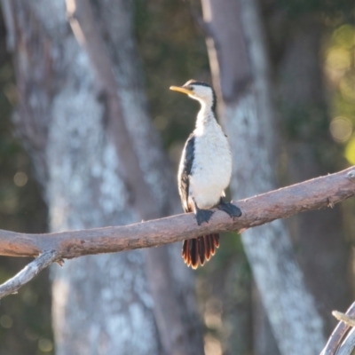 Microcarbo melanoleucos (Little Pied Cormorant) at Brunswick Heads, NSW - 10 Apr 2024 by macmad