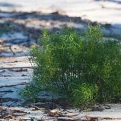 Caustis recurvata at Wallum - 11 Apr 2024 by macmad