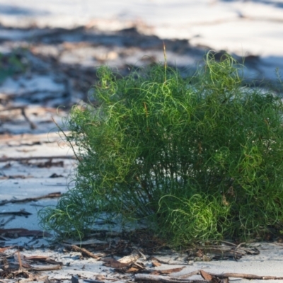 Caustis recurvata at Wallum - 11 Apr 2024 by macmad