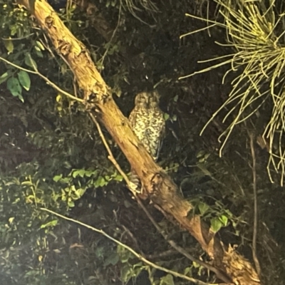 Ninox strenua (Powerful Owl) at Wollongong, NSW - 22 Apr 2024 by lj06