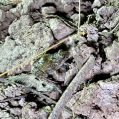 Crinia sp. (genus) (A froglet) at Throsby, ACT - 27 Apr 2024 by davidcunninghamwildlife