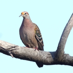 Phaps chalcoptera (Common Bronzewing) at Greater Bendigo National Park - 26 Apr 2024 by Trevor