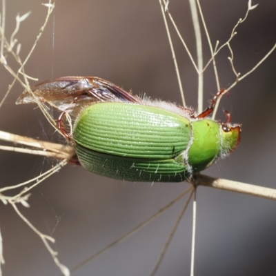 Xylonichus eucalypti (Green cockchafer beetle) at Namadgi National Park - 9 Oct 2023 by RAllen