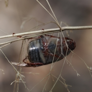 Xylonichus eucalypti at Namadgi National Park - 9 Oct 2023