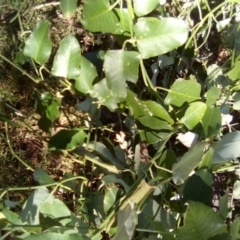 Araujia sericifera at Red Hill Nature Reserve - 27 Apr 2024