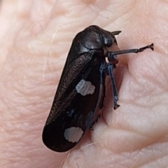 Eurymela distincta (Gumtree leafhopper) at Lower Cotter Catchment - 28 Apr 2024 by NickDaines