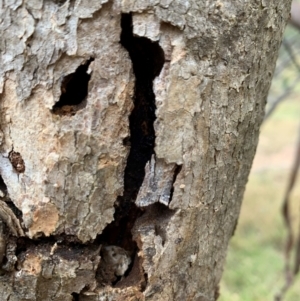 Eucalyptus sp. at Ginninderry Conservation Corridor - 29 Apr 2024