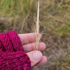 Dichelachne crinita (Long-hair Plume Grass) at Captains Flat, NSW - 29 Apr 2024 by Csteele4