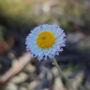 Leucochrysum albicans subsp. tricolor at QPRC LGA - 27 Apr 2024 01:30 PM