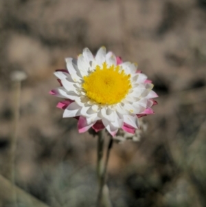 Leucochrysum albicans subsp. tricolor at QPRC LGA - 27 Apr 2024 01:30 PM