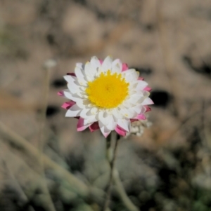 Leucochrysum albicans subsp. tricolor at QPRC LGA - 27 Apr 2024 01:30 PM