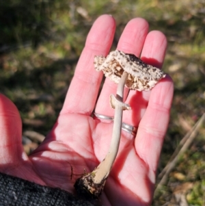 Macrolepiota clelandii at QPRC LGA - 25 Apr 2024