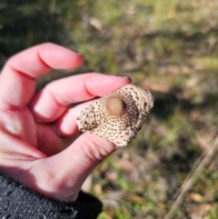 Macrolepiota clelandii at QPRC LGA - 25 Apr 2024