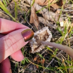 Macrolepiota clelandii at QPRC LGA - 25 Apr 2024