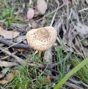 Macrolepiota clelandii at QPRC LGA - 25 Apr 2024