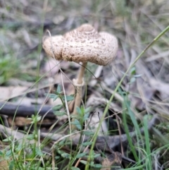 Macrolepiota clelandii at QPRC LGA - 25 Apr 2024