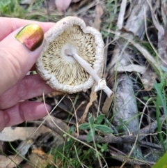 Macrolepiota clelandii at QPRC LGA - 25 Apr 2024