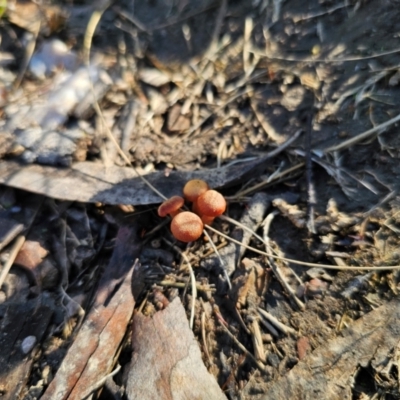 Laccaria sp. (Laccaria) at QPRC LGA - 26 Apr 2024 by Csteele4