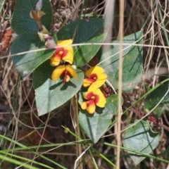 Platylobium montanum subsp. montanum (Mountain Flat Pea) at Namadgi National Park - 9 Oct 2023 by RAllen