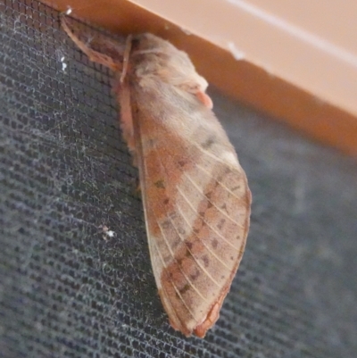 Unidentified Swift and Ghost moth (Hepialidae) at Hall, ACT - 28 Apr 2024 by Anna123