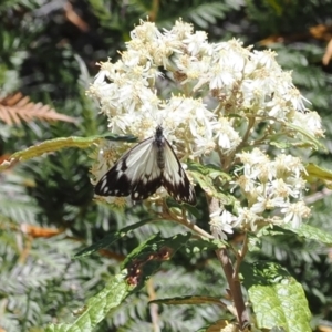 Belenois java at Namadgi National Park - 9 Oct 2023 11:47 AM