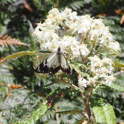 Belenois java (Caper White) at Namadgi National Park - 9 Oct 2023 by RAllen